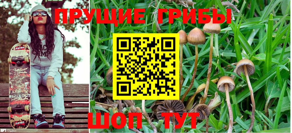 Похвистнево  Псилоцибиновые грибы Psilocybine cubensis  Вход с VPN  Псилоцибиновые грибы прущие грибы 